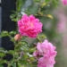 Rosa 'Alexandre Girault'