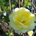 Rosa 'Rimosa' ®