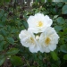Rosa 'Opalia' ®