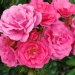 Rosa 'Emera' ®