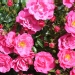 Rosa 'Emera' ®
