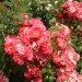 Rosa 'Lutin' ®