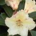 Rhododendron 'Horizon Monarch'