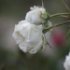 Rosa 'Lamarque'.Rose ancienne Noisette