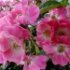 Rosa 'American Pillar'