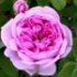 Rosa 'Comte de Chambord'.Rose ancienne Portland