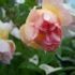 Rosa 'Ghislaine de Féligonde'