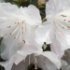 Rhododendron 'Dora Amateis'