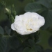Rosa 'Alba Maxima'