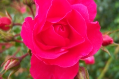 Rosa 'Heidetraum'