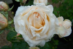 Rosa 'Covent Garden'