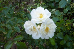 Photo de Rosa 'Opalia' ®