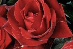 Rose 'bertrand amoussou', Rosier 'bertrand amoussou'