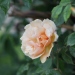 Rosa 'William Allen Richardson'