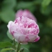 Rosa 'Variegata di Bologna'.Rose ancienne Bourbon