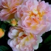 Rosa 'Cornelia'