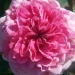 Rosier 'abrud', Rosier, Rose, Rose 'abrud'