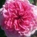 Rosier 'abrud', Rosier, Rose, Rose 'abrud'