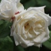 Rosa 'Climbing Mme Jules Bouché'