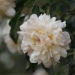 Rosa 'Aviateur Blériot'