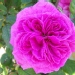 Rosa 'Madame Isaac Pereire'