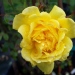 Rosa 'Decor Terrasse' ®