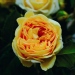 Rose '100 idées jardin', Rosier, Rose