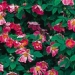 Rosa 'Complicata'