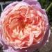 Rosa 'Colette' ®