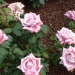 Rosa 'Charles de Gaulle' ®