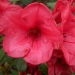 Rhododendron 'Elisabeth'