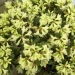 Rhododendron 'Shamrock'