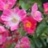 Rosa 'American Pillar'