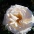 Rosa 'Ghislaine de Féligonde'
