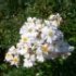 Rosa 'Alberic Barbier'.Rose ancienne Liane