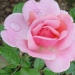 Rosa 'Côté Jardins' ®