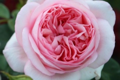 Rose 'bobino', Rosier 'bobino'