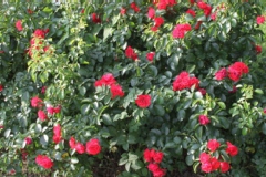 Rosier, Rosier 'kadora', Rose, Rose 'kadora'