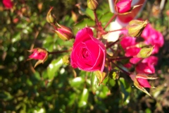 Rosa 'Emera Pavement'