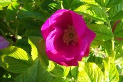 Rosa 'Scabrosa'