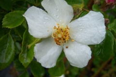 Rosier 'wedding day', Rose 'wedding day', Rose rosier