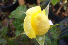 Rosa 'Parure d'Or' ®