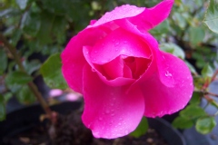 Rosa 'Deborah' ®