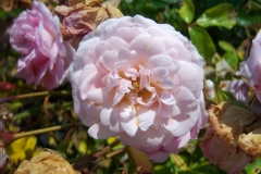 Rosa 'Lovely Meilland'®