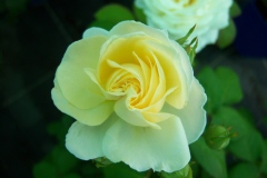 Rosa 'Manuel Canovas' ®