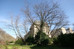 Robinia pseudoacacia