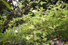 Rosa laevigata