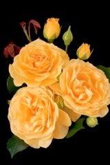 Rosier, Rosier 'anisade', Rose, Rose 'anisade'