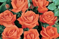 Rose 'orange korona', Rosier 'orange korona', Rosier, Rose