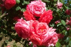 Rosier 'edith de martinelli', Rose 'edith de martinelli', Rosier, Rose